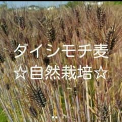 自然栽培　ダイシモチ麦500gのサムネイル