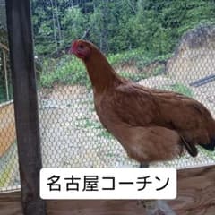 平飼い名古屋コーチン有精卵48個 保証4個含む - メルカリ