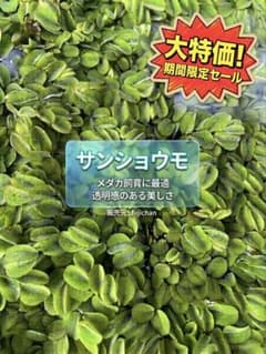 サンショウモ 15本前後 メダカ飼育用 浮き草のサムネイル