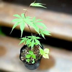モミジ 苗木 鉢植え 落葉樹 約28㎝ 成長中 紅葉が楽しめます