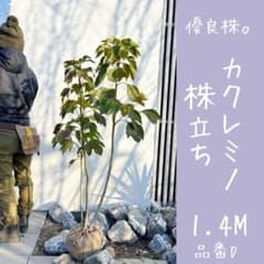 優良株。カクレミノ1.4M(鉢底から)品番D - メルカリ