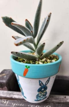 月兎耳 　多肉植物　抜き苗のサムネイル