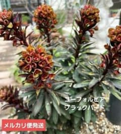 ユーフォルビアブラックバード 正規ラベル付き メルカリ便発送‼️限定1