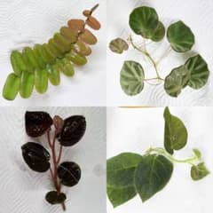 【Green Nook様ご検討用】パルダリウム植物4種のサムネイル
