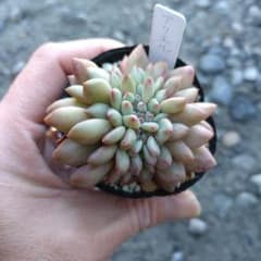 多肉植物 アリエル 綴化抜き苗 - メルカリ