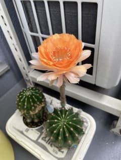 サボテン苗 橙花のサムネイル