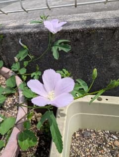 じ*い様 原種ハイビスカス ロバツス 苗のサムネイル