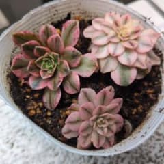 アエオニウム 多肉植物 スイートティー 寄植え 抜き苗 - メルカリ