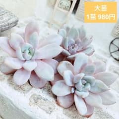 スリラーパール(大苗)◎多肉植物 カット苗 韓国苗 エケベリア等 スリラーパール(大苗)◎多肉植物 カット苗 韓国苗 エケベリア等