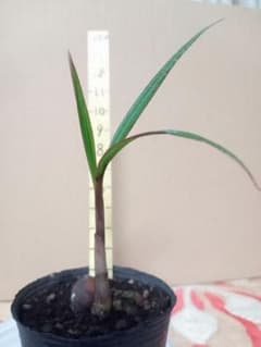 トックリヤシ実生苗のサムネイル
