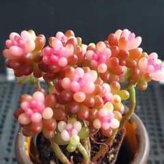 まとめ割可】レッドベリー錦⑱☆抜き苗☆セダム☆多肉☆多肉植物☆寄せ