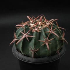 綾波武蔵 （実生） エキノカクタス 旧ホマロケファラ #217 - メルカリ