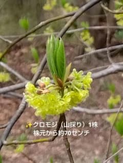 ✨️クロモジ（山採り）1株 株元から約70センチ - メルカリ