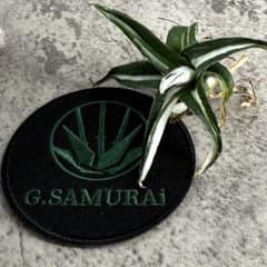 アガベ チタノタ“ 氷山白中斑”】品種保証/超白斑/明瞭斑/Y3 - メルカリ