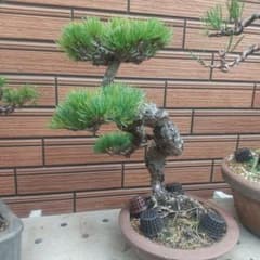 m41565653468_1.jpg?1760422579