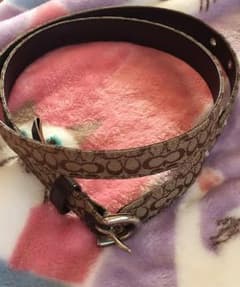 COACH  ミニ・シグネチャー ベルトのサムネイル