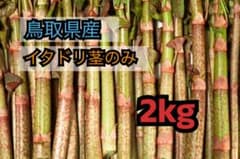 イタドリ 2kg 虎杖 採取から24時間以内発送のサムネイル