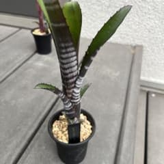 ビルベルギア・ダースベイダー　 Billbergia ‘Darth Vader’のサムネイル