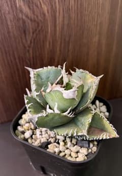 アガベ チタノタ 金剛 Agave 悪魔 ブツブツ アガベ チタノタ 金剛 Agave 悪魔 ブツブツ - メルカリ