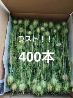 ニゲラの実 400本以上 13日収穫　13日発送のサムネイル