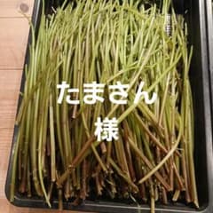 赤ミズ約500gのサムネイル