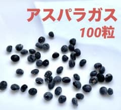 アスパラガス　種　100粒 青森県産　無農薬　春蒔きのサムネイル