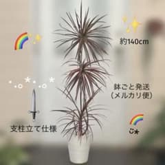 ドラセナ コンシンネ・レインボー✨️ 鉢ごと発送（メルカリ便）✨️のサムネイル