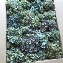 紫陽花ドライフラワー w'1 AB品 100サイズ 北海道産 タイムセール