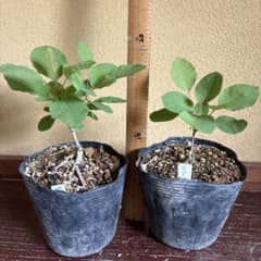 コ*ウ様 スモークツリーの挿し木苗 ピンクエンジェルとラブリーローズのセットのサムネイル