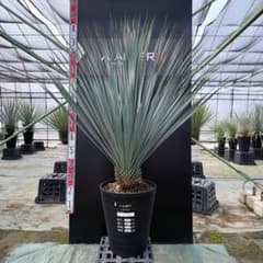 AL1151】ユッカ ロストラータ ランチョブルー 数量限定 - メルカリ