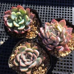 *多肉植物*　エケベリア　トリメンシス　すみれ牡丹　オリオン　3苗セットのサムネイル