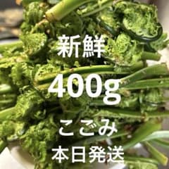 新潟産、新鮮な山菜 こごみ、約400gのサムネイル