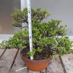 さつき　ミニ盆栽のサムネイル