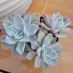 多肉植物ココナッツアイスのサムネイル