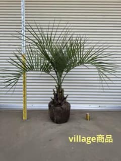 ココスヤシ　シルバーリーフ　ワイドな樹形　シンボルツリー ヤシの木　送料込価格 送料込み ココスヤシ シルバーリーフ 形状良 庭木 シンボルツリー