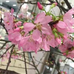 ゆっぴーさま専用のサムネイル