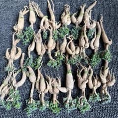 1866多肉植物 姫紅小松 トリコディアデマ T 25株同梱 1866多肉植物 姫紅小松 トリコディアデマ T 25株同梱 - メルカリ