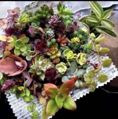 オンリーワン⭕️寄せ植えカットセット - メルカリ