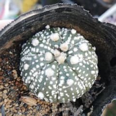 ちび兜のサムネイル