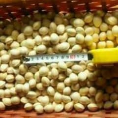 ぎんなん ななさま専用のサムネイル