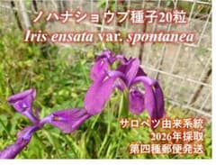 ノハナショウブ種子　20粒＋α　サロベツ由来系統累代のサムネイル