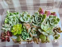 多肉弁当　カット苗　詰め合わせのサムネイル