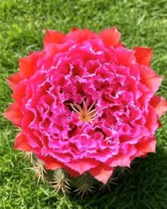 襞華女王 新品種柱サボテン 花20cm+ 巨大カキコ - メルカリ