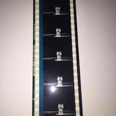 心が叫びたがってるんだ フィルムのサムネイル