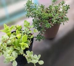 Thumbnail of ベッラ・デ・インベルノ と丸葉万年草、黄花ベビーサンローズ抜き苗