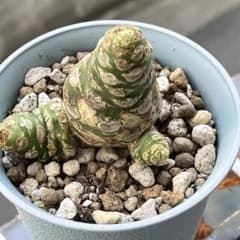 ドルステニア ホルウッディhybのサムネイル
