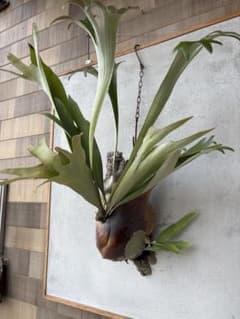 P.Majus pup ビカクシダ子株のサムネイル