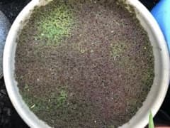 アカ浮き草のサムネイル