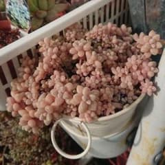 多肉植物 姫秋麗 カット6本のサムネイル