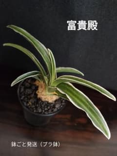 富貴殿 おもと 万年青 子付き 鉢ごと発送 プラ鉢 羅紗系 覆輪 観葉植物のサムネイル